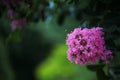 Pink flower blossoms of a Mrytle Tree Royalty Free Stock Photo