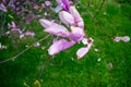 A Pink Flower Blowing in the Wind