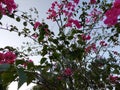 Pink flower and  blue sky Royalty Free Stock Photo