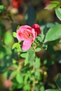 Pink flower in blur background