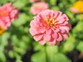 Pink flower with blur background