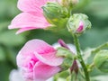 Pink flower with blur green leafs Royalty Free Stock Photo