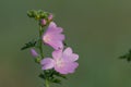 Pink flower with blurred background. Pink flower on green background