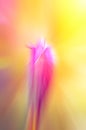 Pink flower on blurred yellow background