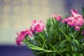 Pink flower with pink bokeh background Royalty Free Stock Photo