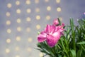 Pink flower with pink bokeh background Royalty Free Stock Photo
