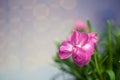 Pink flower with pink bokeh background Royalty Free Stock Photo