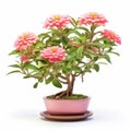 Pink Flower Bonsai Tree In Low Resolution Velvia Style
