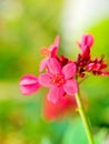 Pink flower in botanic