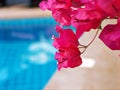 Pink flower Bougainvillea blooming in garden with soft focus and blurred background ,macro image ,sweet color ,closeup flower Royalty Free Stock Photo