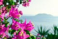 Pink flower Bougainvillea and sea in the background