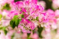Pink flower of bougainvillea spectabilis Bougainvillea spectabilis Willd., or great bougainvillea, native to Brazil, Bolivia, Royalty Free Stock Photo
