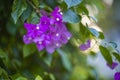 Pink flower of bougainvillea spectabilis Bougainvillea spectabilis Willd., or great bougainvillea, native to Brazil, Bolivia, Royalty Free Stock Photo