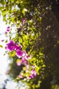 Pink flower of bougainvillea spectabilis Bougainvillea spectabilis Willd., or great bougainvillea, native to Brazil, Bolivia, Royalty Free Stock Photo