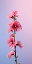 Minimalist Pink Hollyhock Mobile Wallpaper For Sensational And Sony Xbr-x750h