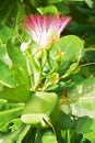 Pink flower & box fruit of Fish or Sea Poison Tree, also known as putat, is a species of Barringtonia flowering plant