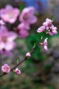 pink flower on a branch in the garden