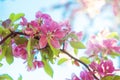 Pink flower branch green leaves sunshine blur