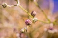 pink flower  on the branch, warm sunny light, autumn background Royalty Free Stock Photo