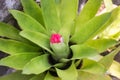 Pink flower bud on green leaf plant