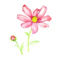 Pink flower and bud isolated on white background, hand painted watercolor illustration, elemet for design