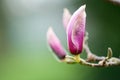 Pink springtime blossom on tree branch with blurred garden background