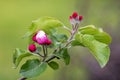 pink flower in the bud of an unblown young apple tree Royalty Free Stock Photo