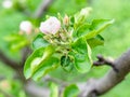 Pink flower and buds of apple tree close up