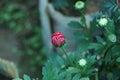 Pink flower buds in garden in selective focus and shallow depth of field Royalty Free Stock Photo