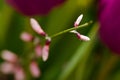 Pink flower buds Royalty Free Stock Photo