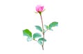 pink flower buds opening on white background Royalty Free Stock Photo