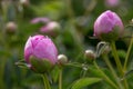 Pink flower buds peonies in garden with green