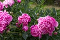 Pink flower buds peonies in garden with green