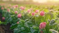 Pink flower buds in rows of green leaves, morning light Royalty Free Stock Photo