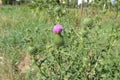 Pink flower burdock on a green field Royalty Free Stock Photo