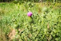Pink flower burdock on a green field Royalty Free Stock Photo