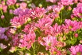 Pink flower bush with sunshine. Royalty Free Stock Photo