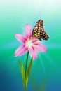 A pink flower with a butterfly on a blurry soft turquoise and green background.A copy of the space, a blank for a postcard.Spring Royalty Free Stock Photo