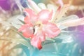 Pink flower with butterfly pastel filter effect Royalty Free Stock Photo