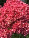 Pink flower of Butterfly stonecrop. This star-shaped flower also called Showy stonecrop, Ice plant, Fette Henne Royalty Free Stock Photo