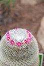 Pink flower cactus. Cactus Echinopsis. Botanic garden. Big Cactus Flower. Succulents Blooms. Close view of a colorful Royalty Free Stock Photo