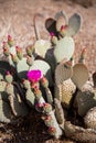 Pink flower on a cactus in the deserts of Arizona, Royalty Free Stock Photo