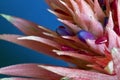 Pink flower cactus. Macro photography