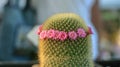 Pink flower cactus Mammillaria scrippsiana