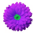 Pink flower calendula. white isolated background with clipping path