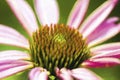 Pink Echinacea Coneflower Digitally Painted Royalty Free Stock Photo