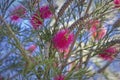 pink flower callistemon salignus close-up