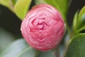 the redof flower Camellia Debutante japonica Royalty Free Stock Photo