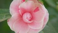 Pink Flower Of Camellia Japonica April Dawn Blush. Camellia Japonicais A Member Of Tea Family Theaceae. Close up.