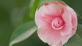 Pink Flower Of Camellia Japonica April Dawn Blush. Camellia Japonicais A Member Of Tea Family Theaceae. Close up. Royalty Free Stock Photo